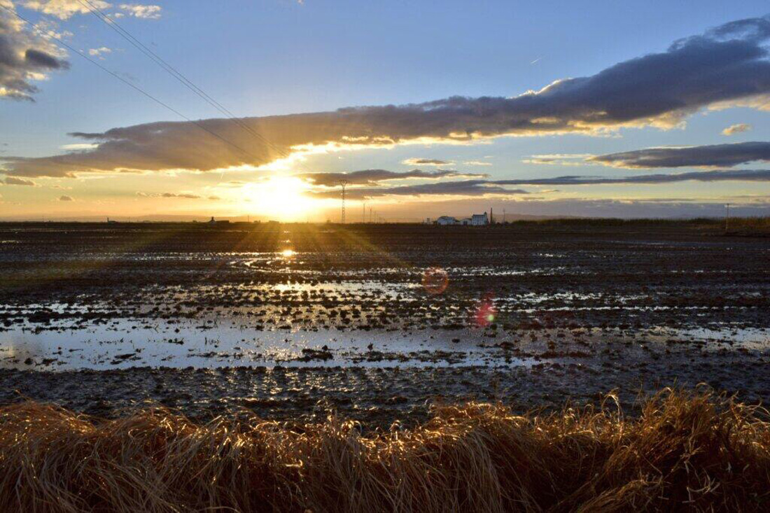 Los arrozales de la Albufera - Ernesto Soler Los arrozales de la Albufera - Ernesto Soler