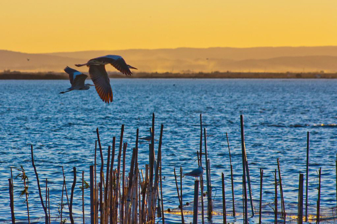 Las aves en la Albufera - Ernesto Soler